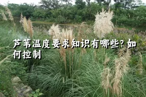 芦苇温度要求知识有哪些？如何控制