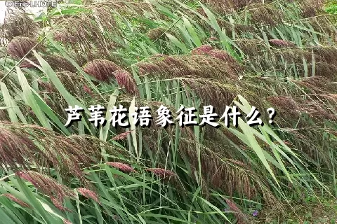 芦苇花语象征是什么？