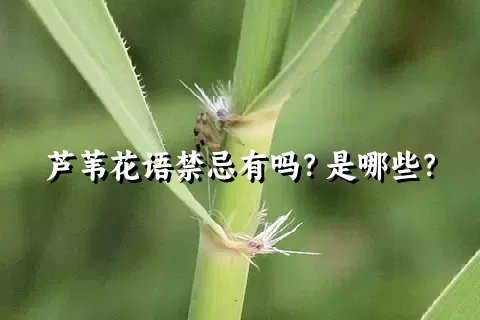 芦苇花语禁忌有吗？是哪些？