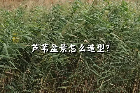 芦苇盆景怎么造型？