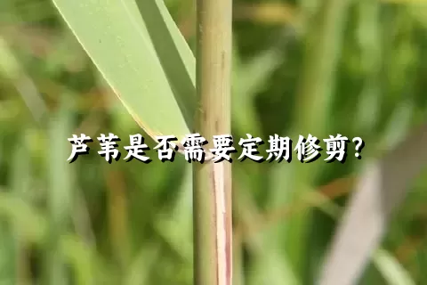 芦苇是否需要定期修剪？