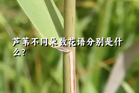 芦苇不同朵数花语分别是什么？