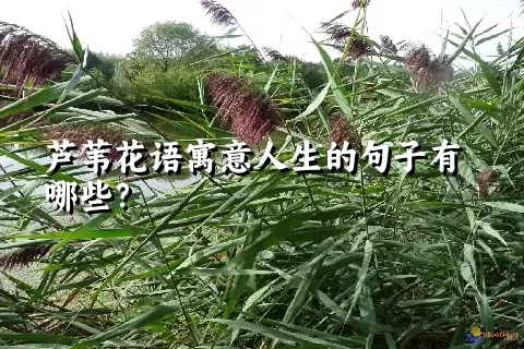 芦苇花语寓意人生的句子有哪些？