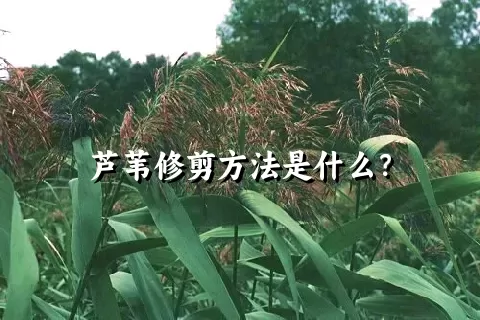 芦苇修剪方法是什么？