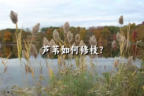 芦苇如何修枝？