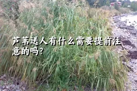 芦苇送人有什么需要提前注意的吗？