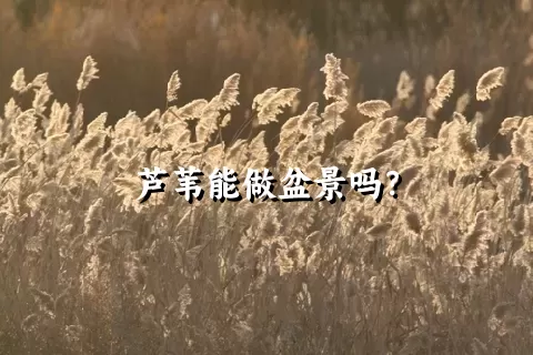 芦苇能做盆景吗？