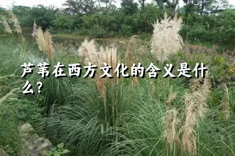 芦苇在西方文化的含义是什么？