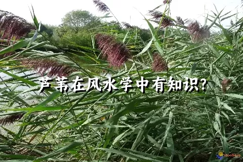 芦苇在风水学中有知识？