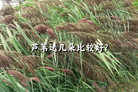 芦苇送几朵比较好？