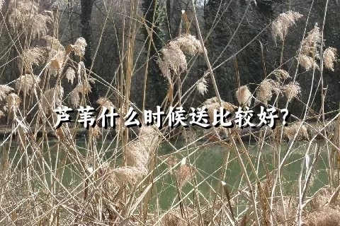 芦苇什么时候送比较好？