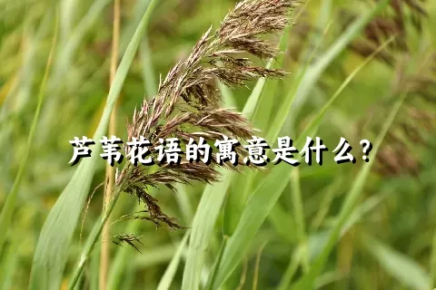 芦苇花语的寓意是什么？