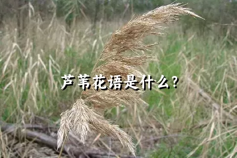 芦苇花语是什么？