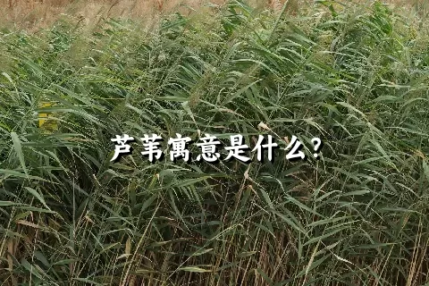 芦苇寓意是什么？