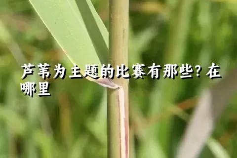 芦苇为主题的比赛有那些？在哪里