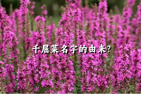 千屈菜名字的由来？