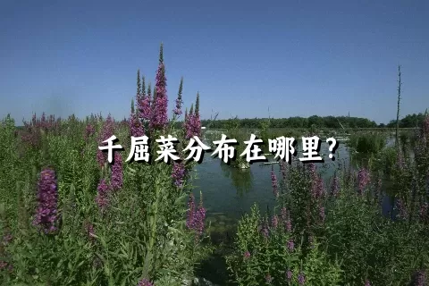 千屈菜分布在哪里?