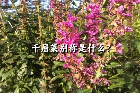 千屈菜别称是什么？