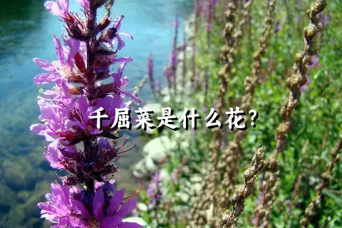 千屈菜是什么花？