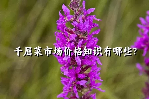 千屈菜市场价格知识有哪些？