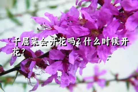 千屈菜会开花吗？什么时候开花？