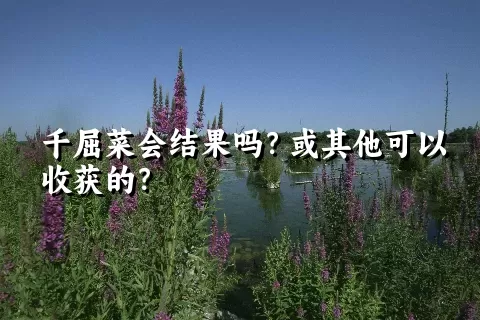 千屈菜会结果吗？或其他可以收获的？