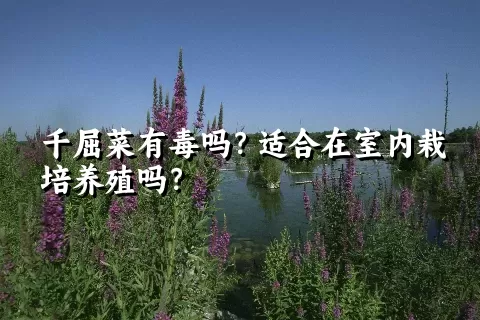 千屈菜有毒吗？适合在室内栽培养殖吗？