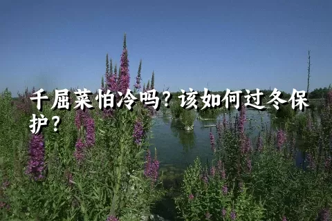 千屈菜怕冷吗？该如何过冬保护？