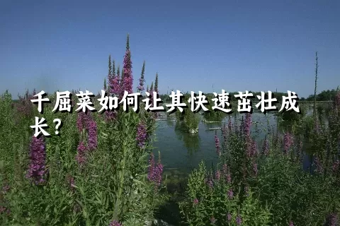 千屈菜如何让其快速茁壮成长？