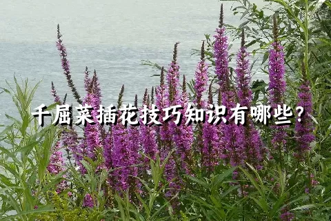 千屈菜插花技巧知识有哪些？