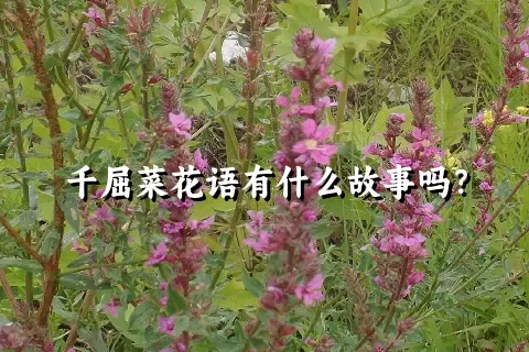 千屈菜花语有什么故事吗？