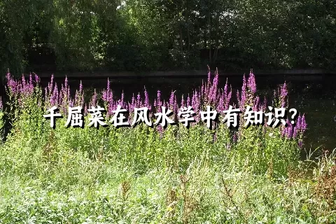 千屈菜在风水学中有知识？