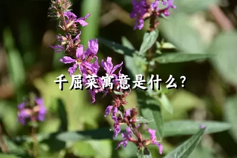 千屈菜寓意是什么？