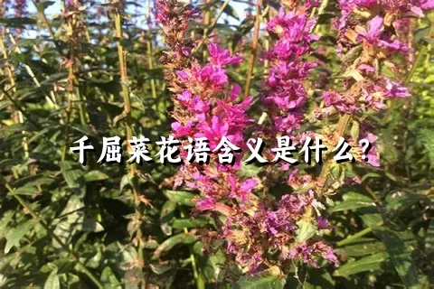 千屈菜花语含义是什么？