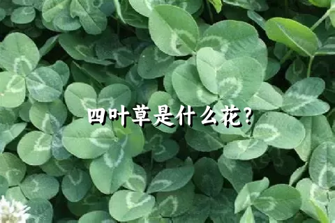 四叶草是什么花？