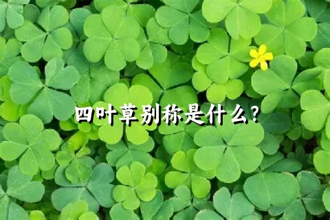 四叶草别称是什么？