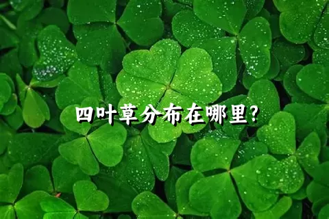 四叶草分布在哪里?