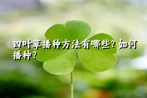 四叶草播种方法有哪些？如何播种？