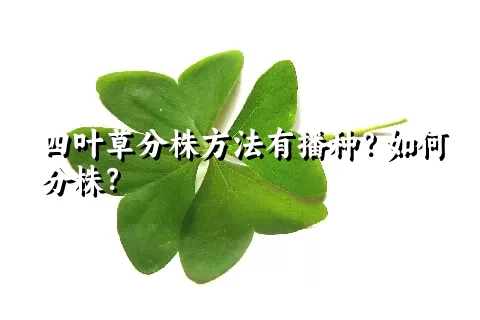 四叶草分株方法有播种？如何分株？