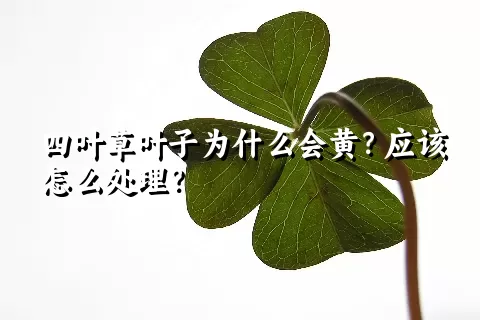 四叶草叶子为什么会黄？应该怎么处理？