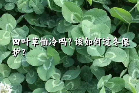 四叶草怕冷吗？该如何过冬保护？