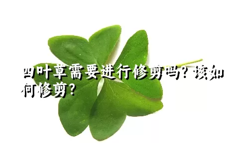 四叶草需要进行修剪吗？该如何修剪？