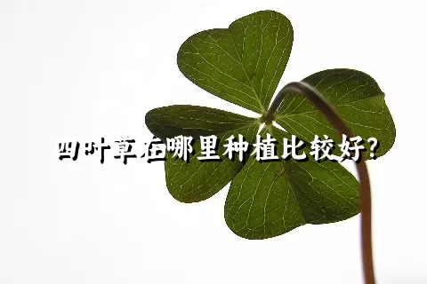 四叶草在哪里种植比较好？