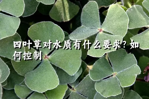 四叶草对水质有什么要求？如何控制