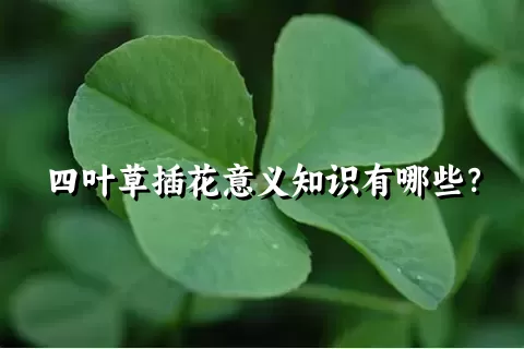 四叶草插花意义知识有哪些？