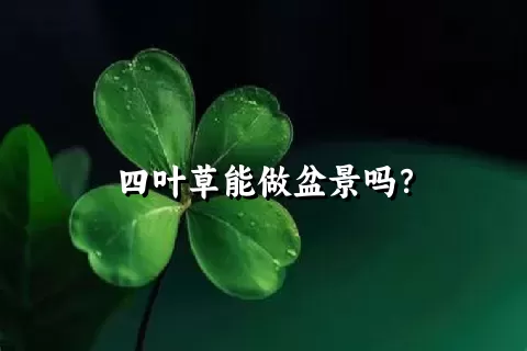 四叶草能做盆景吗？