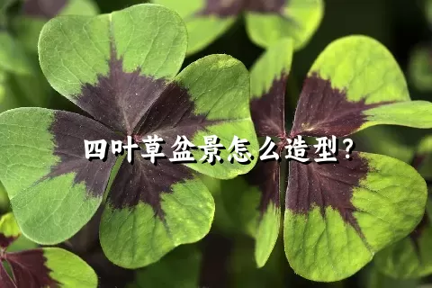 四叶草盆景怎么造型？