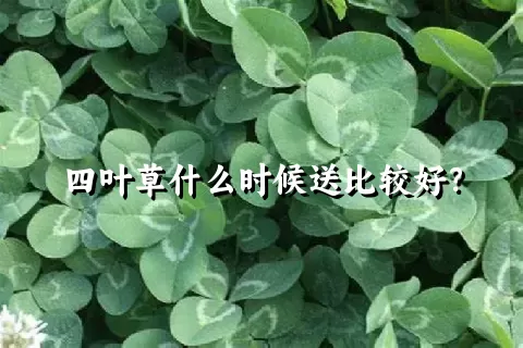 四叶草什么时候送比较好？