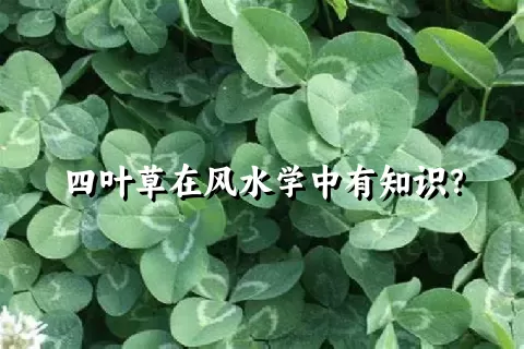 四叶草在风水学中有知识？