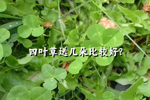 四叶草送几朵比较好？